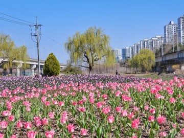 부산 화명생태공원 튤립 꽃구경 피크닉 나들이