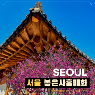서울 매화 명소 봉은사 홍매화 포인트 장소 실시간 개화 가는길