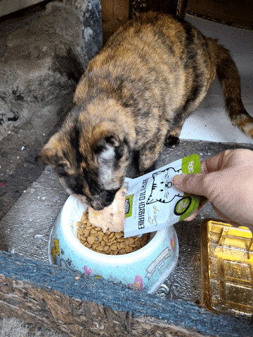 고양이 습식사료  파우치 테비맘마 미니스프 길고양이밥 주기(내돈내산)