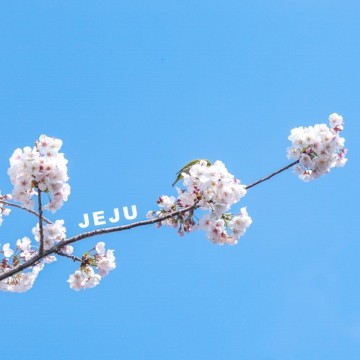 실시간 제주도 서귀포 벚꽃 일부 만개 + JW 메리어트 제주 유채꽃 넘예쁨