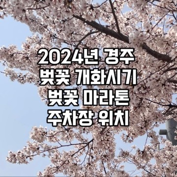 2024 경주 벚꽃 개화시기 대릉원 마라톤 주차장 위치