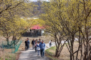 경기도 양평 산수유마을 3월 꽃구경 마을 축제 갈만한곳