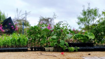 4월 5월 텃밭 주말농장 작물 모종 씨앗 파종 작물들 심는 시기
