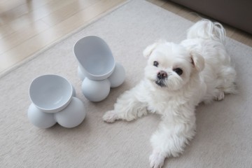 강아지 밥그릇, 물그릇으로 쓰기 좋은 강아지 용품 독톡 식기