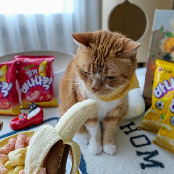 고양이 바나나 먹어도 되는 음식일까? 반려묘 과일 급여 시 주의점