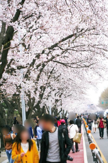 2024 여의도 벚꽃축제 일정 장소 윤중로 벚꽃