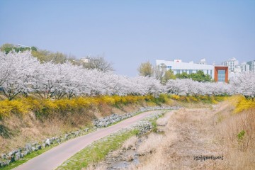 대전 벚꽃명소 죽동 벚꽃길 산책하기 좋은 길