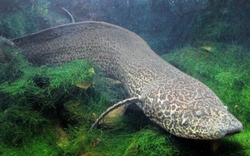물고기종류 거대 민물고기 세상에서 가장 큰 폐어 표범폐어