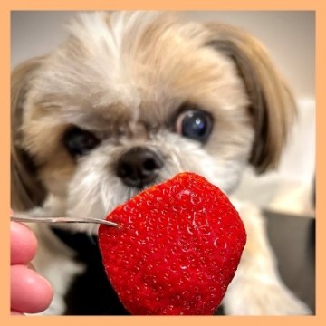 아기 강아지 딸기 급여량, 안전하게 주는 방법