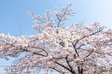 경기도 벚꽃 명소 이천 설봉공원 벚꽃 만개 풍경 /  4월 가볼만한곳