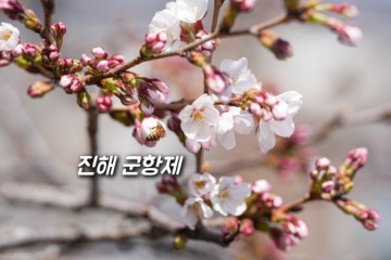 2024 진해 군항제 실시간 벚꽃축제 기본정보 셔틀버스 주차