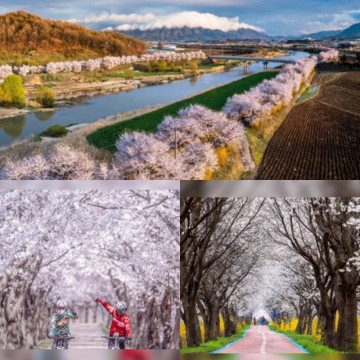 서울근교 당일치기 여행 충북 보은 가볼만한곳 3월 꽃구경 보은 벚꽃길축제