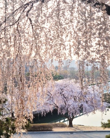 대전 벚꽃 명소 대청호 벚꽃축제 카이스트 테미공원 유림공원 한밭수목원 BEST5