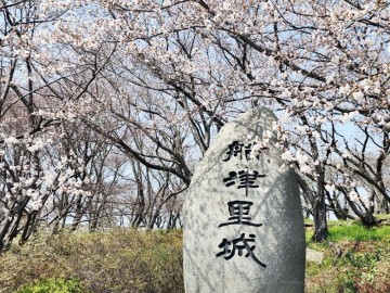 경남 벚꽃 명소 사천 여행 선진리성 벚꽃축제 실시간 개화