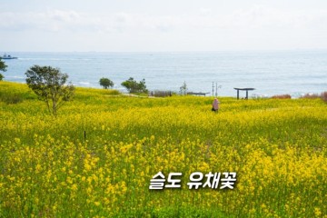 부산 근교 당일치기 울산 슬도 유채꽃 실시간 꽃구경