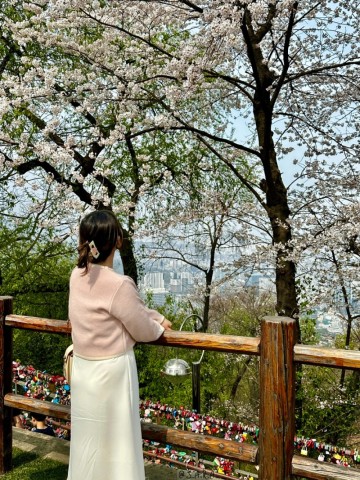 서울 벚꽃 명소 남산도서관 산책로 전망대 가는길 남산타워 벚꽃 개화시기