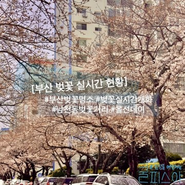 부산 광안리 벚꽃 명소 남천동 실시간 개화 현황 & 광안리 빵집 데이트
