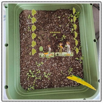 베란다 미니텃밭작물 상추 새싹 채소 키우기/심기/집에서 가꾸기