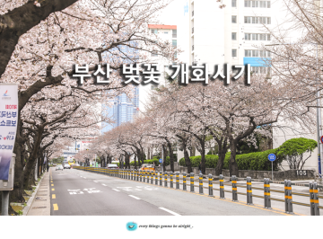 부산 벚꽃 개화시기 해운대 달맞이길 부산 남천동 벚꽃 명소 실시간