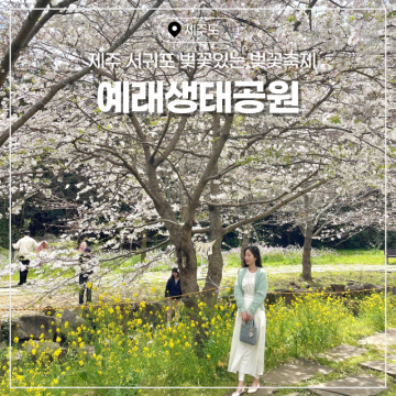 제주 서귀포 벚꽃 명소 실시간 제주도 예래생태공원 벚꽃축제 +유채꽃 명소
