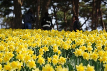 서산 유기방가옥 수선화 개화시기 실시간 4월 꽃구경 가볼만한곳
