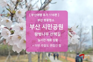 부산시민공원 벚꽃 실시간 개화 상황 위치