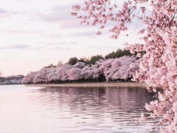 강원도 속초 벚꽃 개화시기 영랑호 벚꽃축제 일정 기본 정보