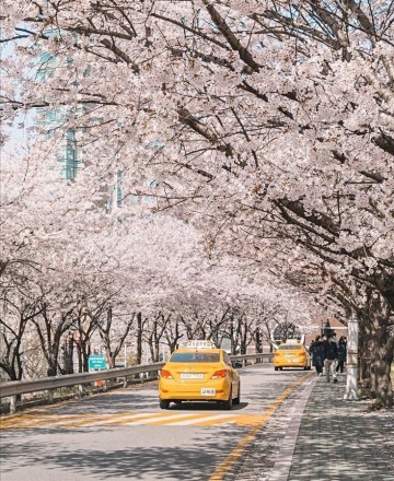 서울 벚꽃 개화시기 만개시기 명소 2024 석촌호수 벚꽃축제 실시간