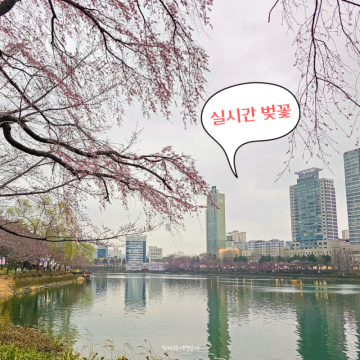 잠실석촌호수벚꽃축제 실시간 현황(3/28~29) 사진 개화시기