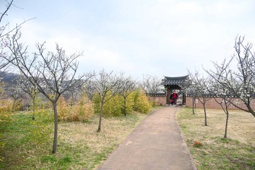 4월 경기도 가볼만한곳 인천 서구 매화동산