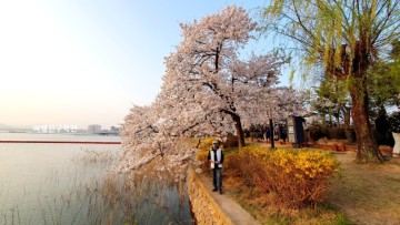 국내 여행지 베스트10 경주 벚꽃 축제 가볼만한곳