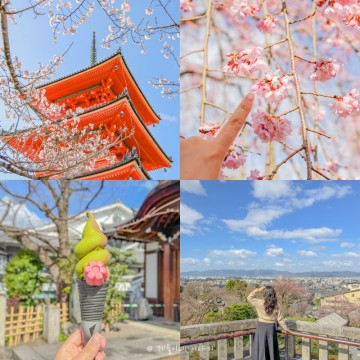 교토 여행 벚꽃 명소 청수사 기요미즈데라, 산넨자카 가는법, 후기