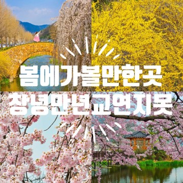 창녕 만년교 벚꽃 연지못이랑 봄에 가볼만한곳 개화 상황