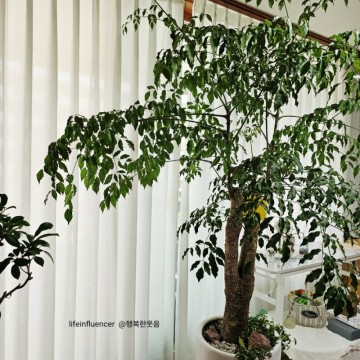 집에서 키우기쉬운 실내거실 공기정화식물 대형화분 해피트리 행복나무 가지치기 물주기 키우기
