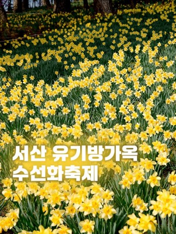 서산 꽃축제 유기방가옥 수선화축제 실시간 대전 세종 근교 당일치기여행 봄꽃명소