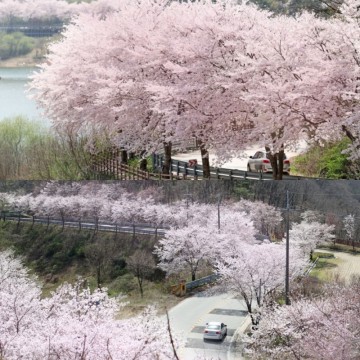 전북 드라이브코스 순창 가볼만한곳 강천산 옥천골 벚꽃축제 임실 옥정호 붕어섬 출렁다리