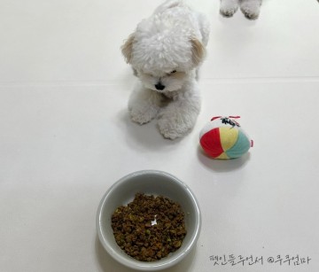 강아지 화식 자연식 오밀오밀 로우키친 수제사료