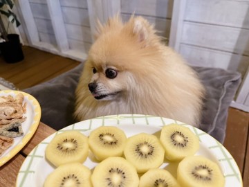 강아지 키위 과일 먹어도 되는 강아지 골드키위