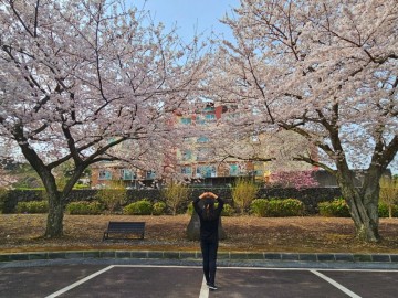 제주 드라이브코스 봉개동 제주중앙고등학교 기적의도서관 벚꽃개화상황