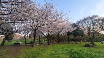제주시 일도이동 국수문화거리 근처 신산공원 벚꽃 제주도여행 가볼만한곳