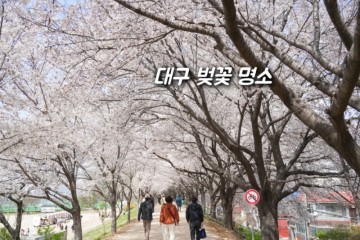 대구 벚꽃 명소 아양교 벚꽃길 금호강 피크닉