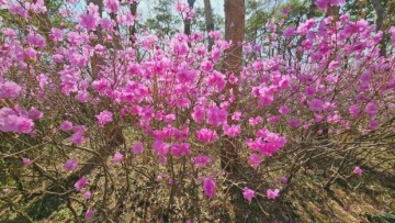 경기도 피크닉 장소 오산 데이트코스로 4월 가볼만한곳 진달래 봄꽃구경 삼매경