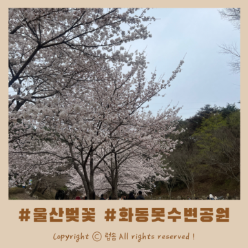 울산벚꽃명소 화동못수변공원 개화시기 및 상황 (24.03.31)