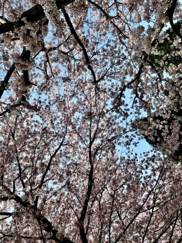 2024 에덴 벚꽃길 벚꽃축제 기본정보 가평 벚꽃 명소 개화시기
