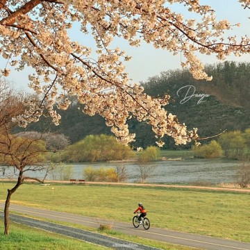 대구 벚꽃 금호강생태공원 벚꽃 명소 실시간 개화 강아지 산책 코스
