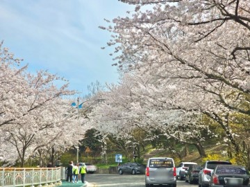 목포 유달산 봄꽃축제,  벚꽃 개화현황 및 주변 가볼만한곳 추천