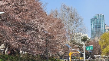 양재천 벚꽃 개나리 명소 개화시기 주차 서울 양재시민의숲 봄 벚꽃 구경 나들이