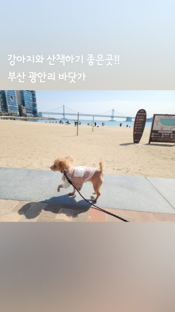부산 광안리 바닷가 강아지와 함께 산책하기 좋아요!!

#강아지산책 #강아지바다