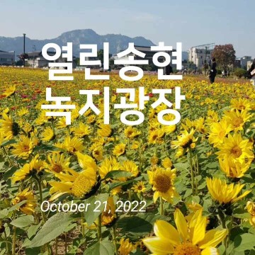 안국역 열린송현 녹지광장 도심속 가을 꽃밭에 힐링!^^