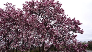 경기도 하남 가볼만한곳 미사경정공원 자목련 군락의 핑크빛 봄나들이